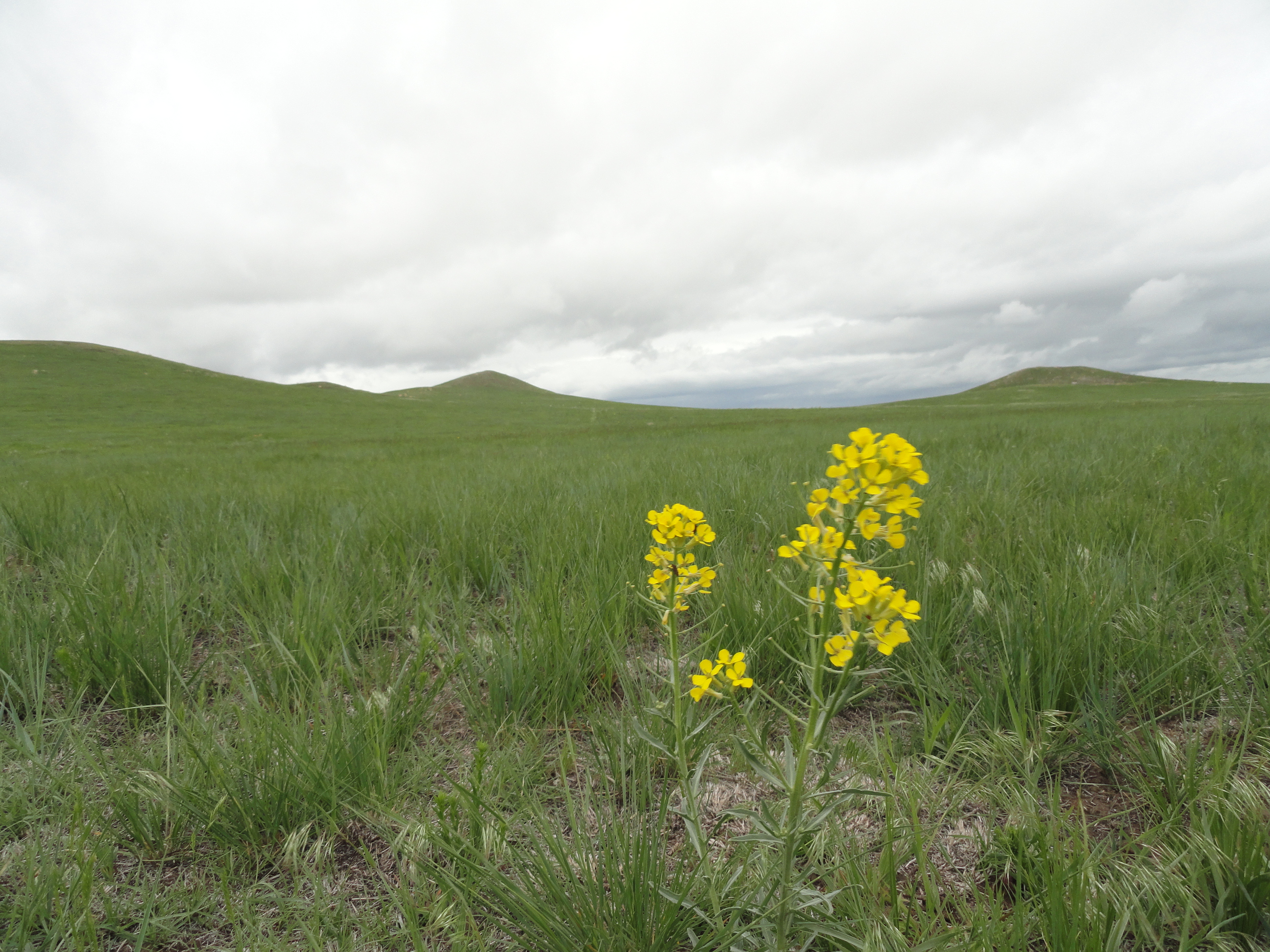 A scene from Oglala National Grassland in western Nebraska