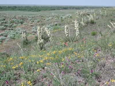 Cimarron National Grassland, Kansas