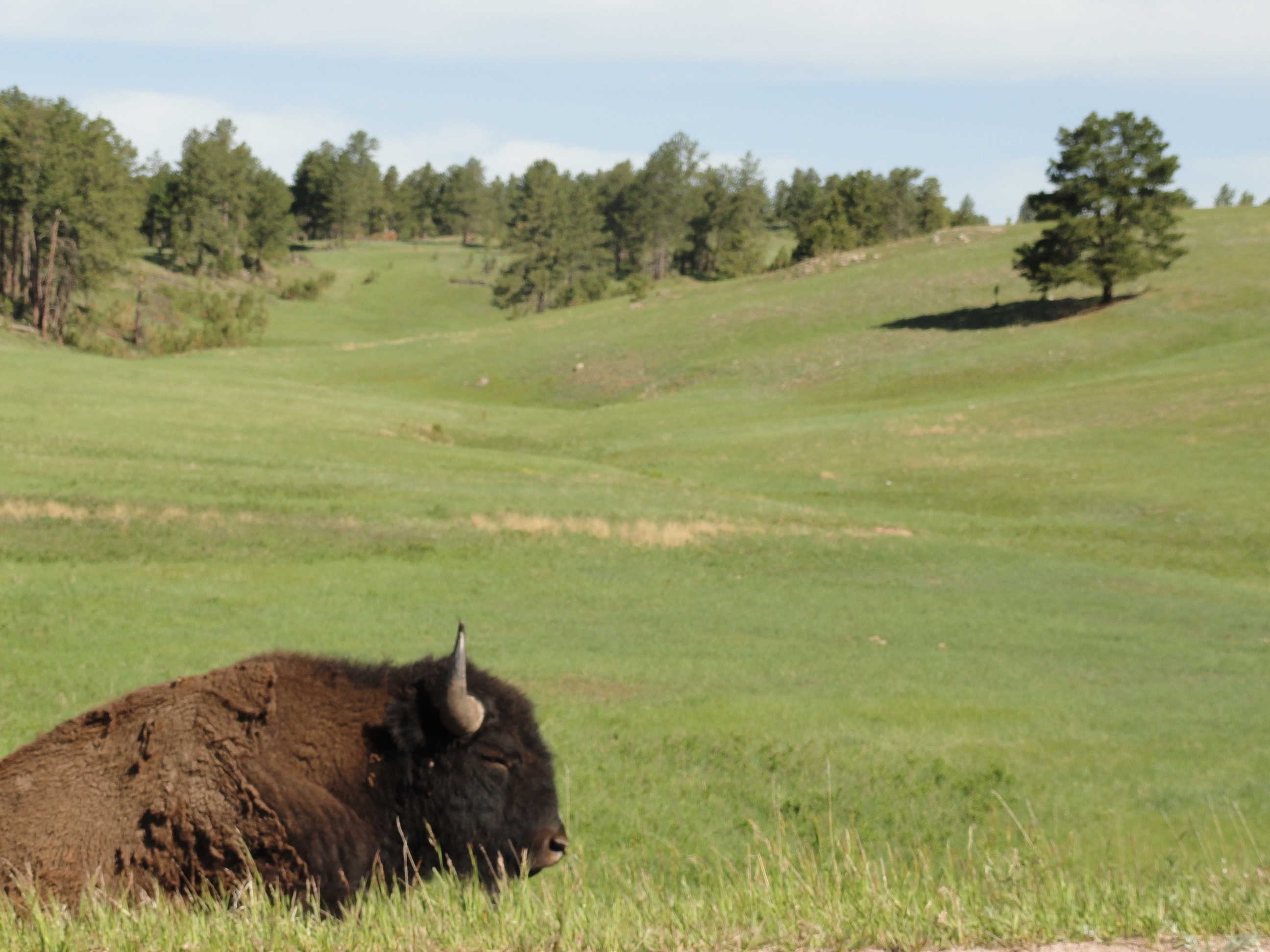 This fellow was in Wind Cave National Park - a great place for wildlife sightings!