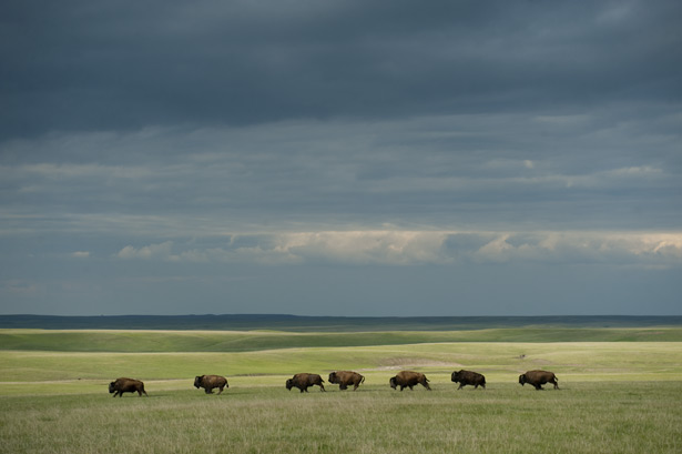 great-plains-bison-615