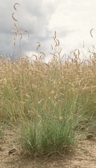 Blue Grama Grass