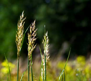 Indian Grass