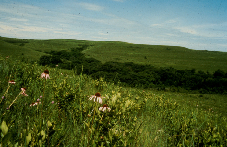 Konza Prairie in summer