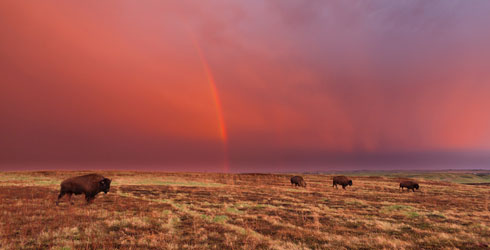 The bison herd at Cross Ranch