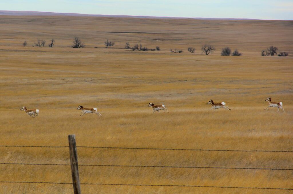 Pronghorn on the move.