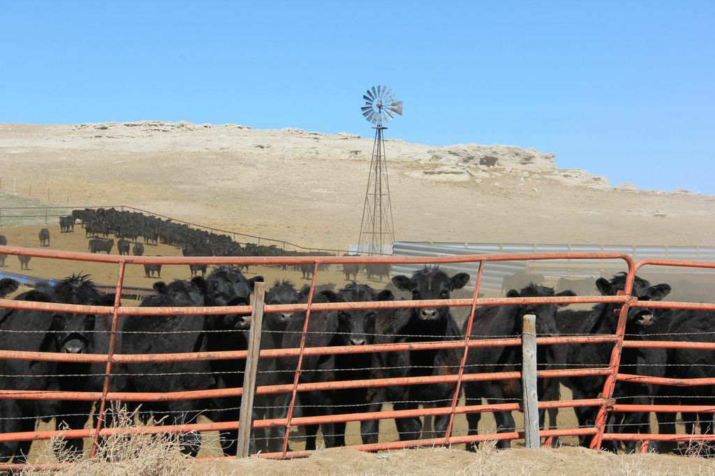 Cows in their winter pens.  