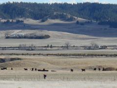 Nebraska, cows, Pine Ridge, Strider!